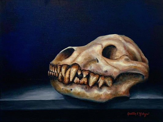 Original Oil Painting titled 'Still Life of Hyena Skull' by Jonathon C. Garza