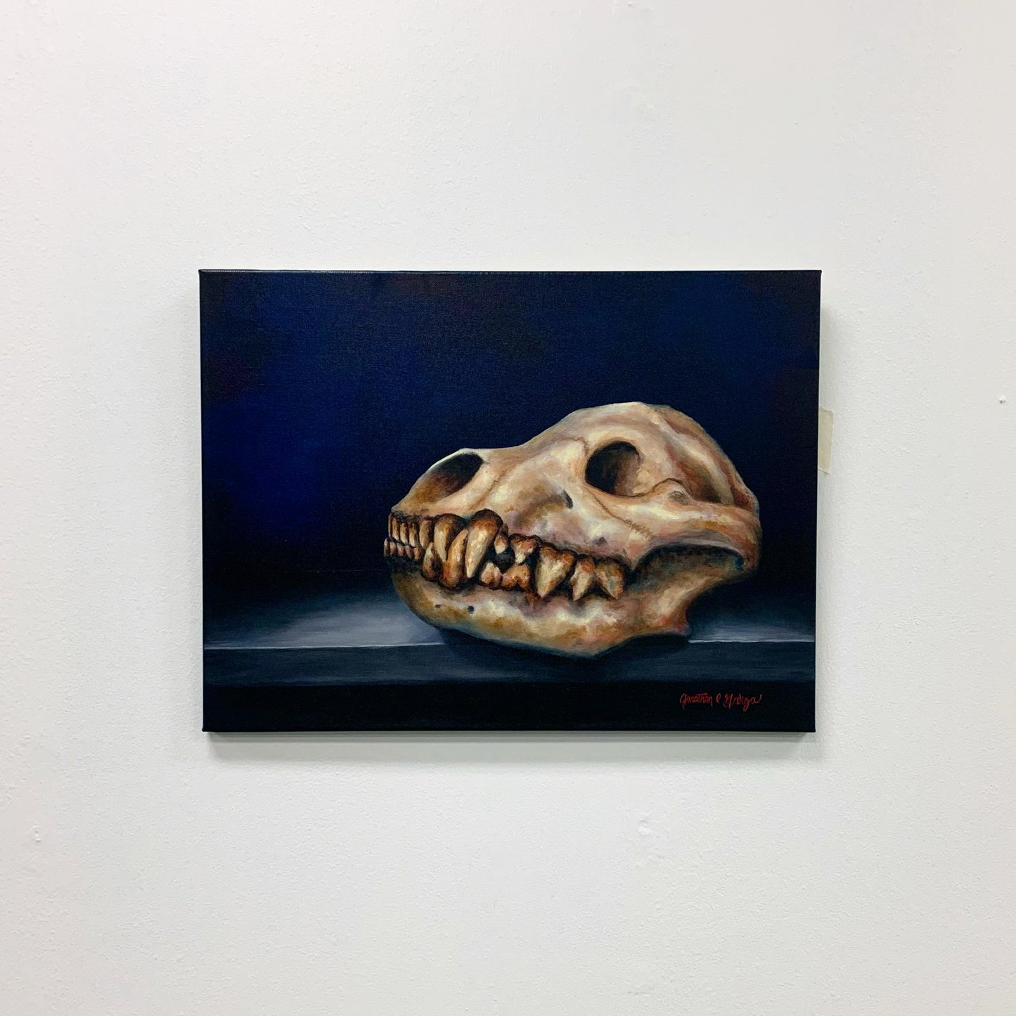 Original Oil Painting titled 'Still Life of Hyena Skull' by Jonathon C. Garza